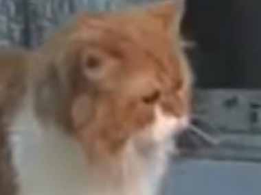 ネコが「そんなことしちゃダメ！」 パパがママの首を絞めるフリをする 