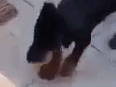 イヌ好きだったら回る ハンドスピナー よりこっちだね ７匹の子犬がゴハンを食べるとこんな感じ 猫の動画 ねこわん