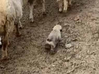 子イヌが羊の群れを追いかける 大丈夫かい ほら がんばりな 小さな牧羊犬 練習中です 猫の動画 ねこわん