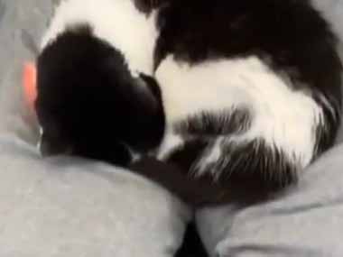 ネコ】 在宅勤務中だけど猫がいるので仕事に集中できない。どうしよう