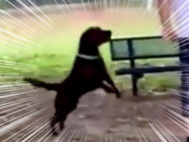 イヌと公園にやってきた これで遊んでいいよ わ い 犬は滑り台でこうなります 猫の動画 ねこわん