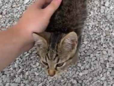 子ネコ 配達の仕事中に人懐っこい子猫がいた かわいいなぁ でも今は仕事中 結果 猫の動画 ねこわん