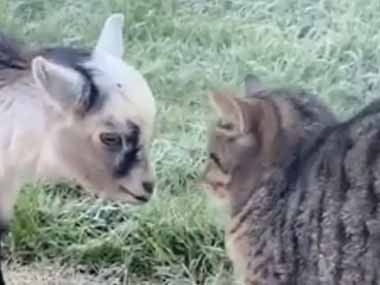 ネコと小さな子ヤギが出会った にゃんだこいつ こうなる 猫の動画 ねこわん