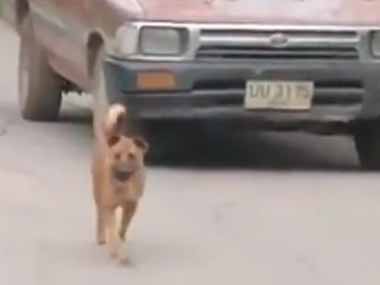 イヌ好きを車でナンパする方法 そこのカノジョ 乗ってかない 犬車がやってきた 猫の動画 ねこわん