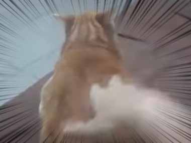 ネコの背中を叩いてみた ベシベシベシ 振り向いて猫が怒る と思ったら 猫の動画 ねこわん