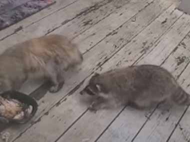 ネコの餌をアライグマが狙っていた お前にはやらん 隙あり こうなる 猫の動画 ねこわん