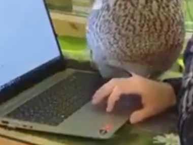 ネコも犬もパソコン作業をしていると邪魔してくる もっふもふ フクロウさんはこんな感じ 猫の動画 ねこわん