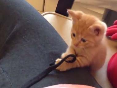 保護した子ネコが 膝の上に乗ってくる 毛づくろいをしようと丸くなる 結果 猫の動画 ねこわん 保護した子ネコが 膝の上に乗ってくる 毛づくろいをしようと丸くなる 結果 猫の動画 ねこわん