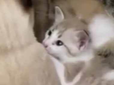 子ネコはミルクを待っていた 早くどいてよぉ 母猫には先客がいたようです 猫の動画 ねこわん