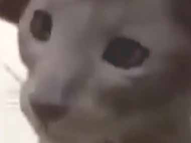 これはネコですか？ 犬ですか？ → なんだか見た目が犬っぽい猫は 