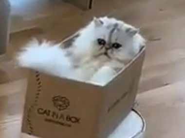 ネコが箱に入っていた。猫様のお通りだ、道をあけ~い! → 猫貴族は
