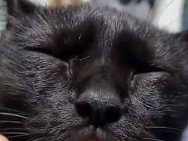 ネコが私の指を咥えたまま寝てしまった そっと口から抜こうとする こうなります 猫の動画 ねこわん ネコが私の指を咥えたまま寝てしまった そっと口から抜こうとする こうなります 猫の動画 ねこわん