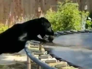 イヌがボールを咥えていた 庭にはトランポリンが置いてある 犬は新しい遊びを発明したようです 猫の動画 ねこわん