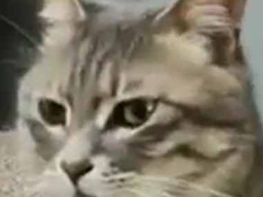 うちのネコがソファでまったりしていた 何か楽しいことないかなぁ こんな座り方です 猫の動画 ねこわん