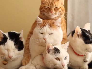 ３匹のネコ 重なる 猫の動画 ねこわん