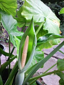 クワズイモの実 山福朱実 べむべろ通信