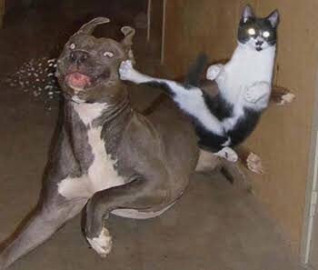 犬の攻撃方法 噛み付き 体当たり 猫の攻撃方法 猫パンチｗ猫キックｗ ねこねこ速報