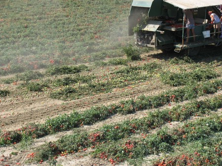 I Pomodori Italiani イタリアのトマト イタリアごろごろ猫記