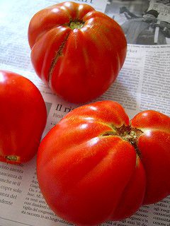 Cuore Di Bue 牛の心臓 イタリアごろごろ猫記