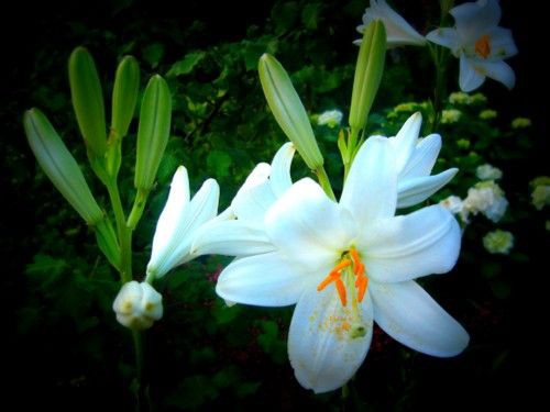 ユリの毒 Giglio Velenoso イタリアごろごろ猫記