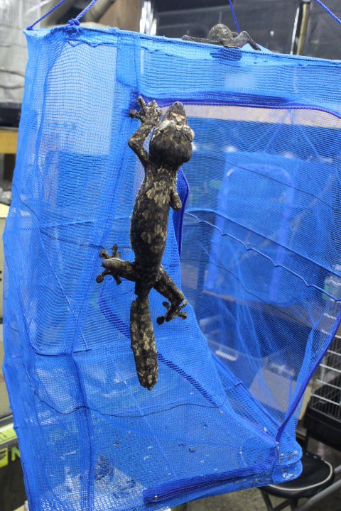 帝王と王様 ダブル入荷 眠れる森のゴリオ