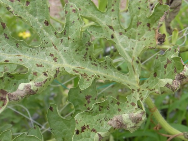 スイカのつる枯れ病か 三篠川のそばで家庭菜園と果物作り