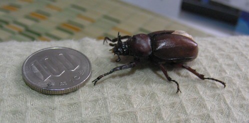 ちっちゃなカブトムシ君 カナブンと思ったら 怪傑 ド エリート男爵