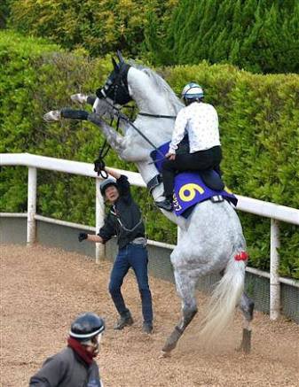 彡 この馬ゴールドシップか 可愛いな ナデナデしたろ なんjやきう関係ない部 おんj 彡 この馬ゴールドシップか 可愛いな ナデナデしたろ なんjやきう関係ない部 おんj