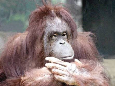 現役オランウータン100頭に訊いた 対戦したくない投手 Top3 なんjやきう関係ない部 おんj