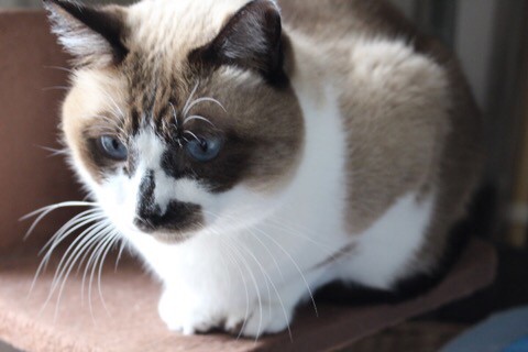 猫写真)首をキメながらの毛づくろい : おそらくその平凡こそ幸せ 猫と