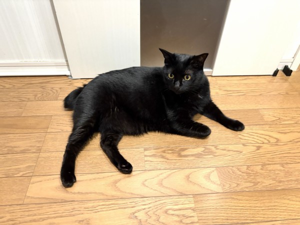 毎日が発見ネット掲載のお知らせ「黒猫の見分け」 : おそらくその平凡