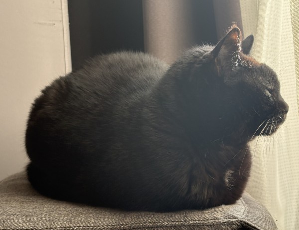猫写真】寒い日の黒猫たち : おそらくその平凡こそ幸せ 猫と私と家族の