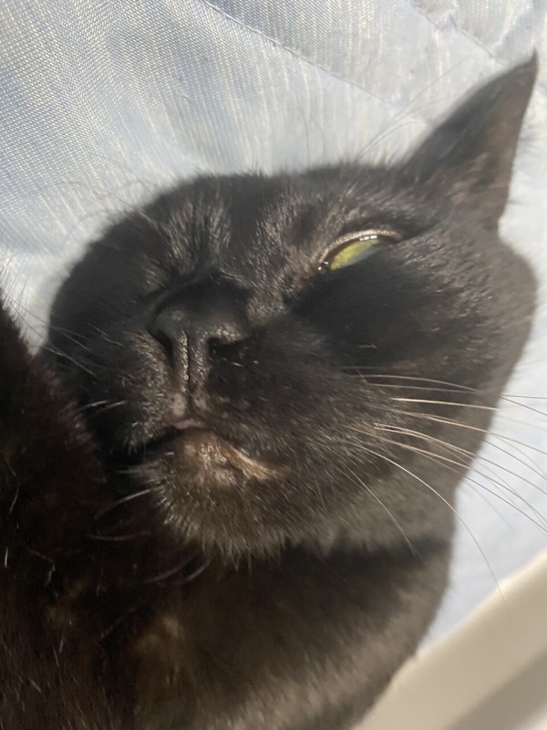 黒猫って可愛く見える時とそうじゃない時のギャップがすごい おそらくその平凡こそ幸せ 猫と私と家族の日常 Powered By ライブドアブログ