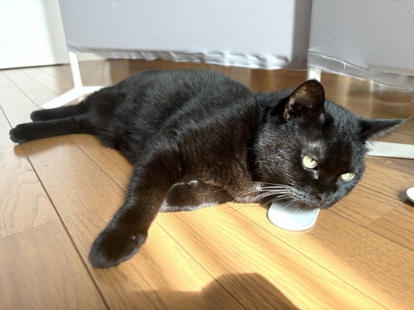 毎日が発見ネット掲載のお知らせ「黒猫あるある」 : おそらくその平凡