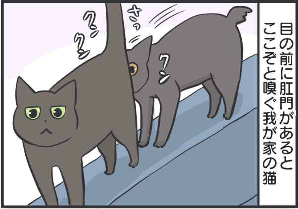 猫のフレーメン反応 おそらくその平凡こそ幸せ 猫と私と家族の日常 Powered By ライブドアブログ