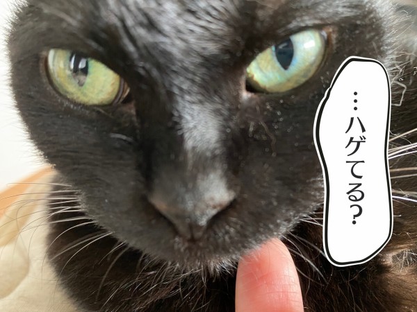猫の鼻の塗装がハゲた感 おそらくその平凡こそ幸せ 猫と私と家族の日常 Powered By ライブドアブログ