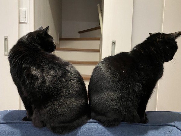 PECO更新のお知らせ／黒猫の見分けと実家猫写真いろいろ : おそらく