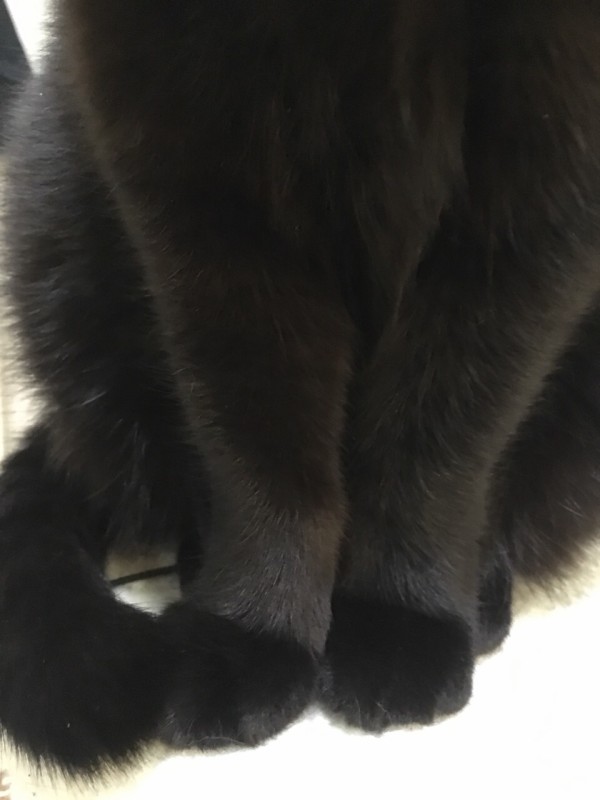 猫写真）抱っこされるぺーやんとスミちゃんいろいろ : おそらくその 