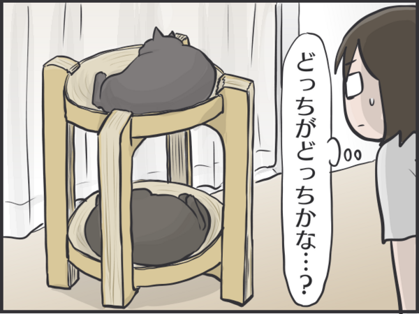 毎日が発見ネット掲載のお知らせ「黒猫の見分け」 : おそらくその平凡