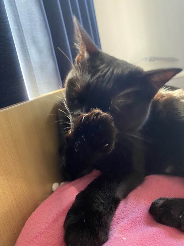 猫に好かれる娘 おそらくその平凡こそ幸せ 猫と家族の日常絵日記 Powered By ライブドアブログ