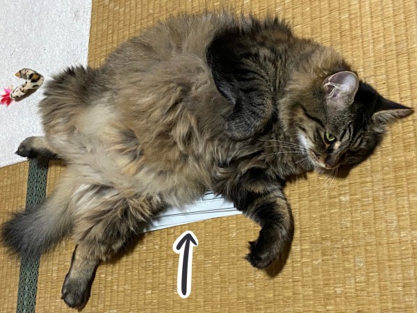 絶対に新聞を読ませたくない猫 おそらくその平凡こそ幸せ 猫と私と家族の日常 Powered By ライブドアブログ