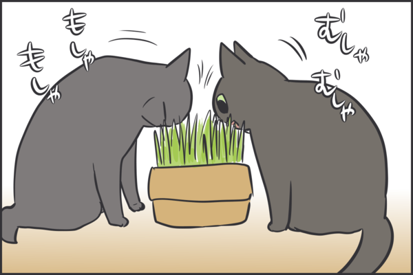 猫草を食べ続けているかと思いきや おそらくその平凡こそ幸せ 猫と家族の日常絵日記 Powered By ライブドアブログ