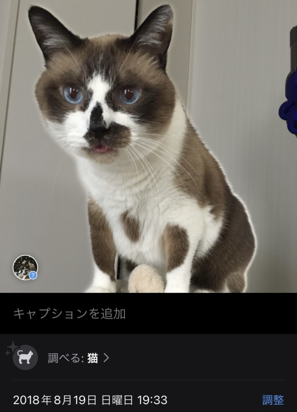 ペンギンネコアアム追加写真確認用 ペンギンネコアアム追加写真確認用