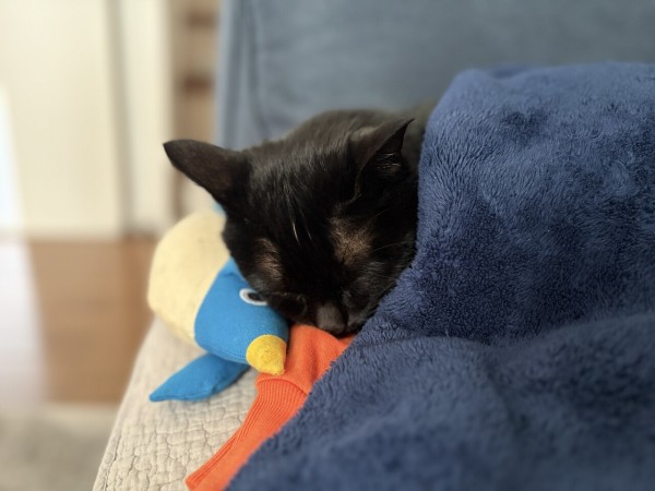 猫写真】寒い日の黒猫たち : おそらくその平凡こそ幸せ 猫と私と家族の