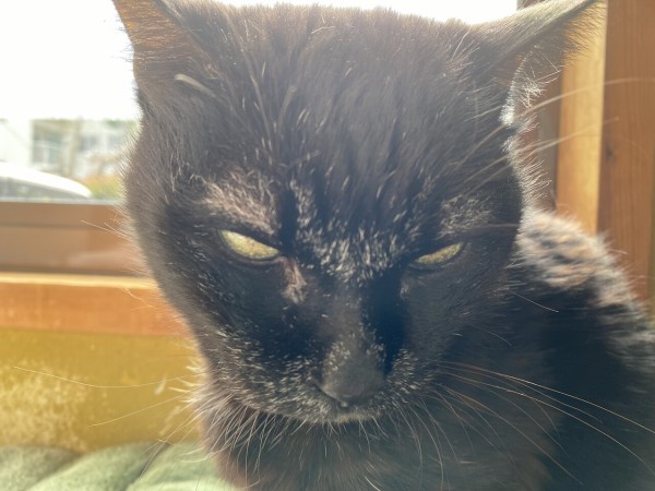 実家猫クロちゃんが虹の橋を渡りました おそらくその平凡こそ幸せ 猫と私と家族の日常 Powered By ライブドアブログ