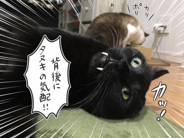 猫たちの気持ちを代弁しました : おそらくその平凡こそ幸せ 猫と私と 