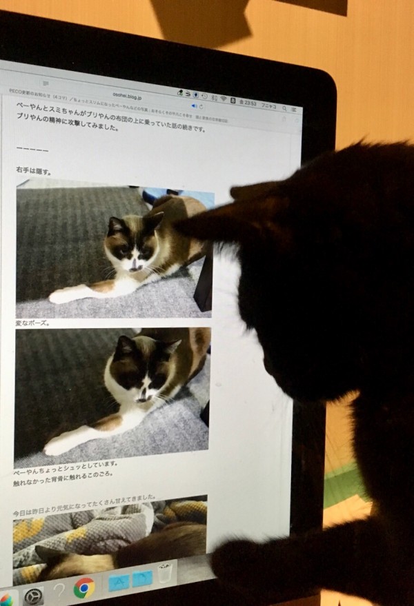猫写真 ケージの中のぺーやんと ぺーやん画像を触るスミちゃん おそらくその平凡こそ幸せ 猫と家族の日常絵日記 Powered By ライブドアブログ
