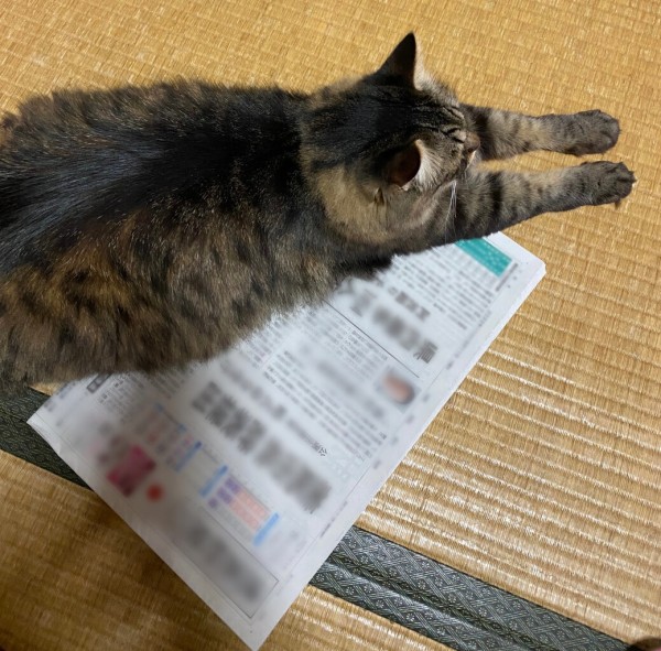 絶対に新聞を読ませたくない猫 おそらくその平凡こそ幸せ 猫と私と家族の日常 Powered By ライブドアブログ