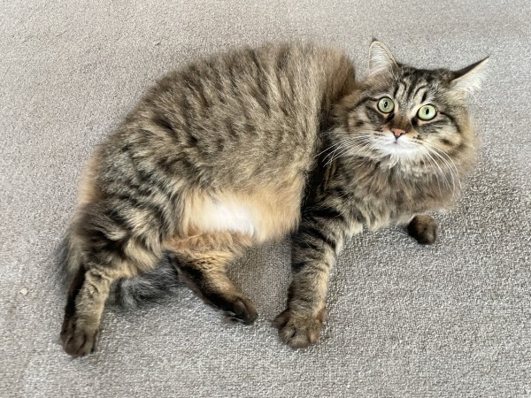 たぬき猫様 たっ、たぬき？ と思ったらういたんでした こちらを見上げる丸い
