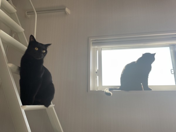 完全にシンクロしている窓際の黒猫たち : おそらくその平凡こそ幸せ 猫